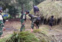 Gotong Royong Renovasi Rumah Adat Honai Papua Wujud Cinta Satgas Yonif 511/DY